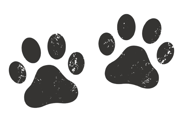 silhouette of dog paws